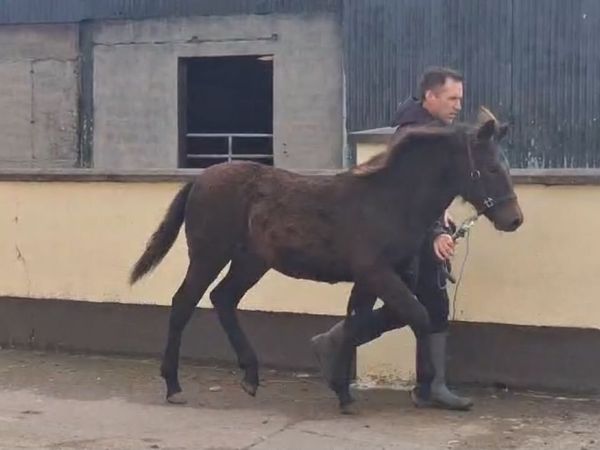 Connemara Filly Foal - Main image