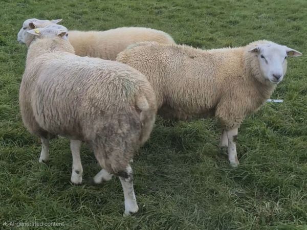 SIS Eligible Belclare Ram Lambs for sale - Main image