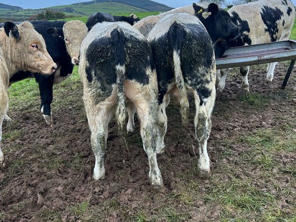 Top class bull weanlings - Main image