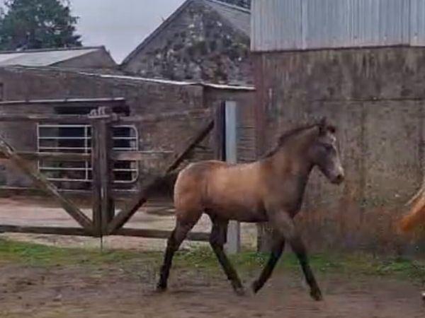 Connemara Colt Foal - Main image