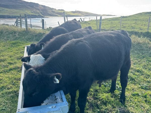 3 super bull calves - Main image