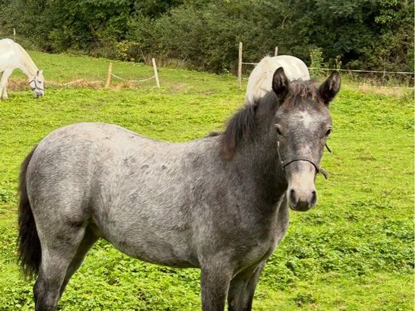 Connemara filly foal - Main image