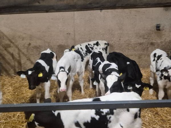 11 Friesian bull sucks for sale - Main image
