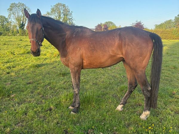 4yr old 17.1 ISH Gelding - Main image