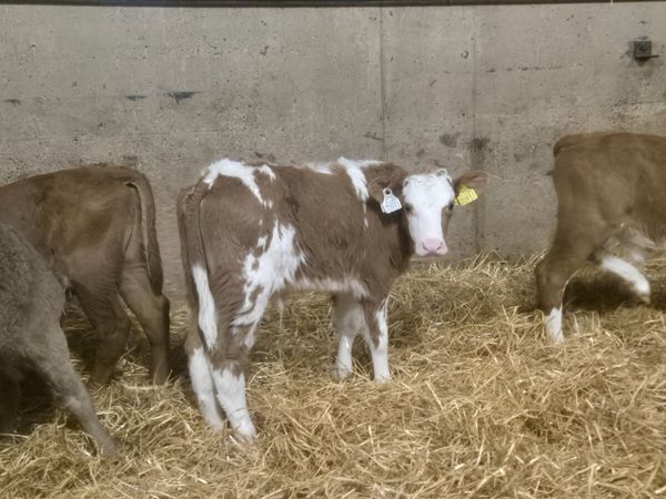 8 Charalois bulls sucks for sale - Main image