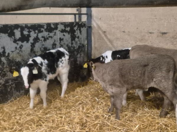 5 Continental heifer calves for sale - Main image