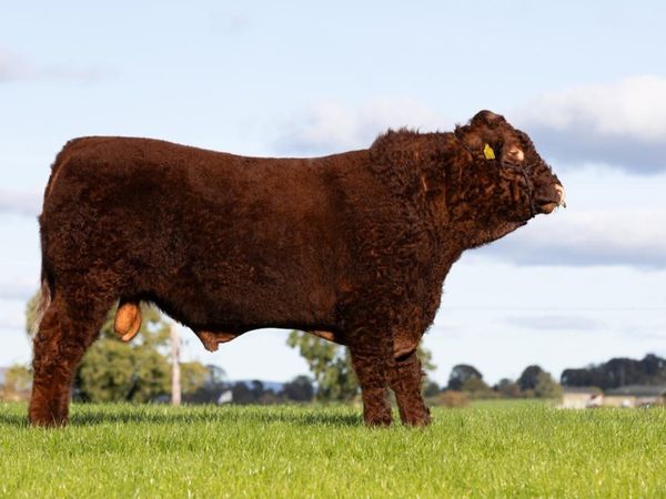 Pedigree Salers bull export tested - Main image