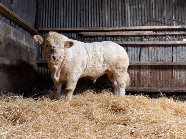 Charolais bull - Main image