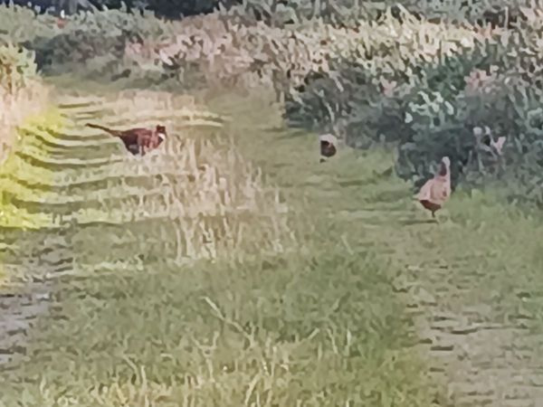 Pheasants 2026 - Main image