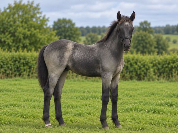 Lot 829 Sunday Reg Colt foal by Rogaire Na Locha - Main image