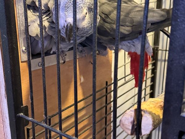 African grey bonded pair - Main image