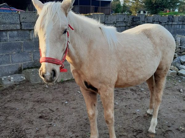 Yearling filly - Main image