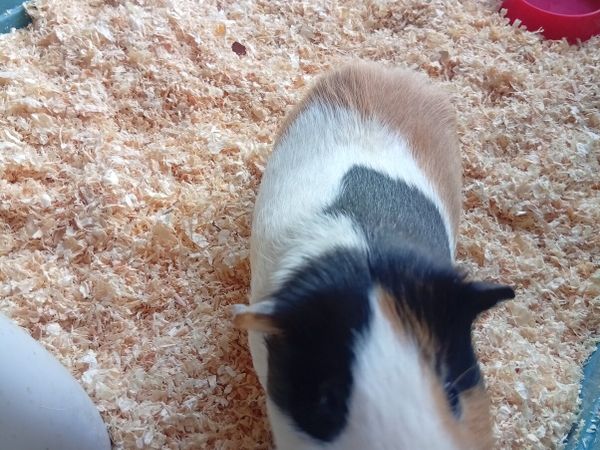 Guinea pig - Main image