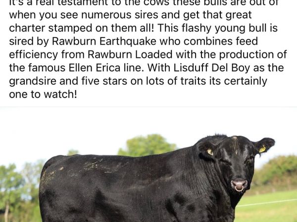 2 select Aberdeen Angus bulls & 2 choice heifers - Main image