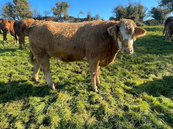 In Calf Heifers - Main image