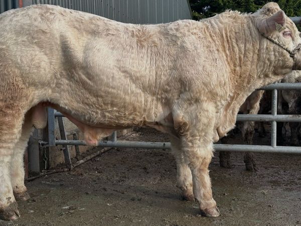 Pedigree Charolais Bull - Main image