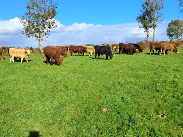 24 feeding bulls farmer owned born 2025 - Main image