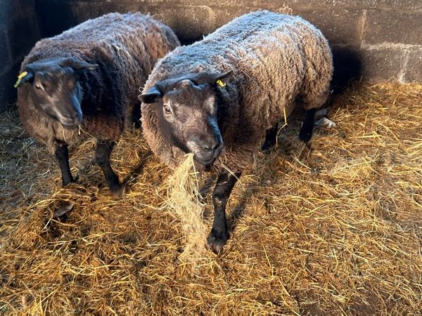 Super pedigree 5 star rams for sale - Main image