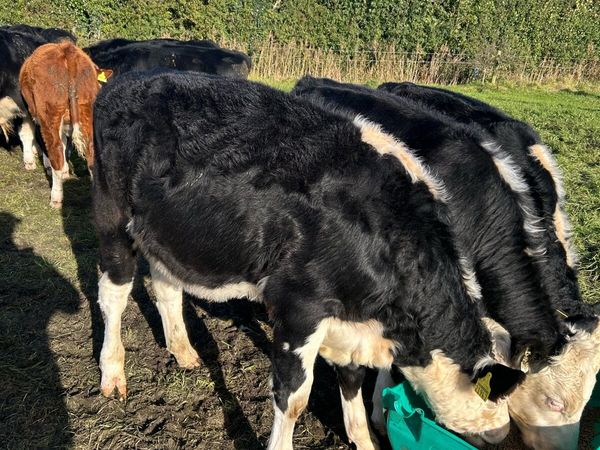 Bull Weanlings in kilcullen mart - Main image