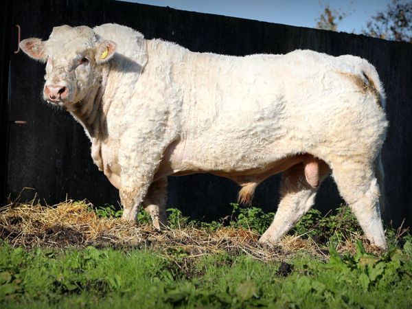 Charolais Bull - Main image