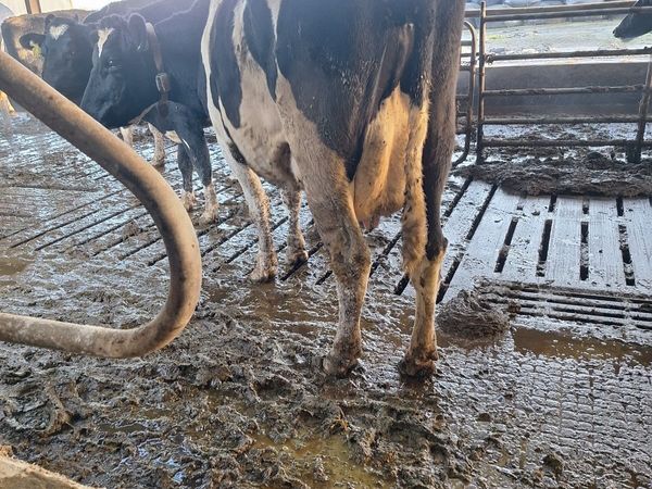 4 Hol/Fr Milking Cows - Main image