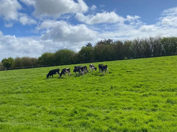 6 incalf heifers Pedigree Hol/Fr - Main image