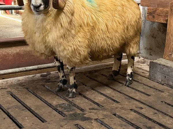 Scotch ram - Main image