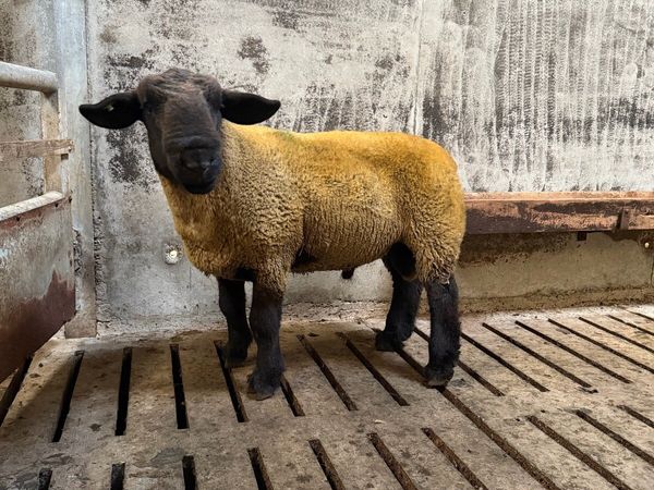 Pedigree Suffolk - Main image