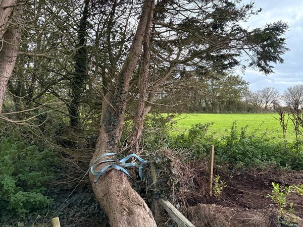 Trees free to take away - Main image