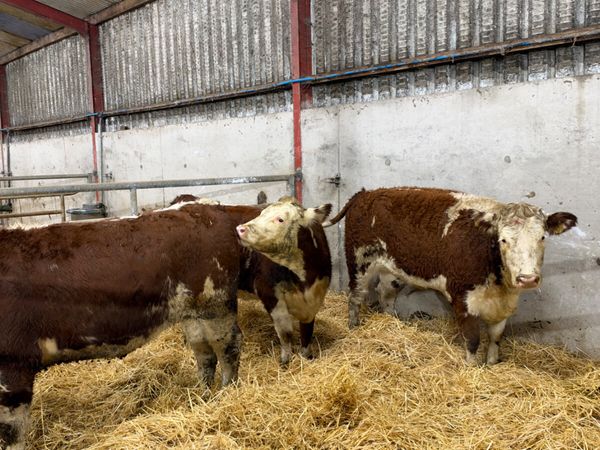 Hereford bulling heifers - Main image