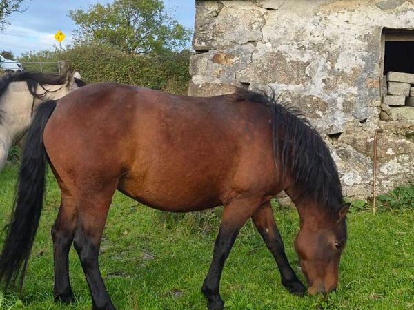 Connemara Pony - Main image