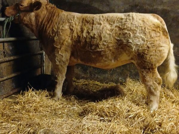 Hybrid heifer For Balla this Friday night (23/10) - Main image