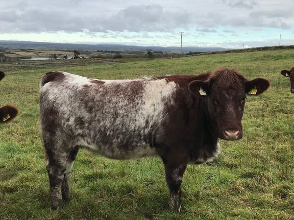 Shorthorn heifers - Main image