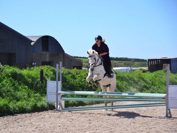 14.1 pony - Main image
