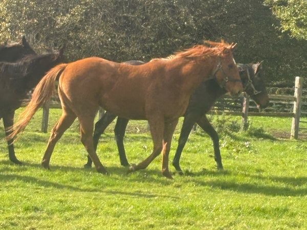 Chesnut Mare - Main image