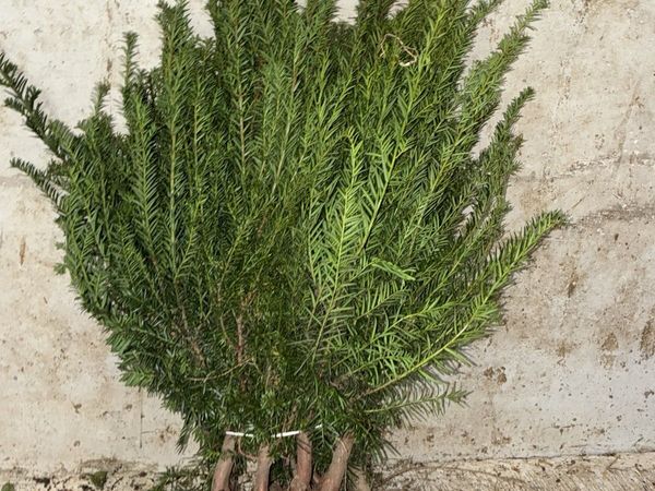Yew Hedging 30-50cm - €2 per plant - Main image