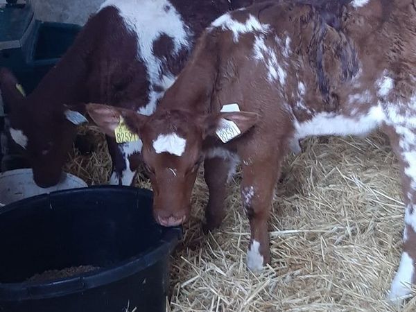 organic-cattle-for-sale Beef Cattle Ads For Sale in Ireland | DoneDeal