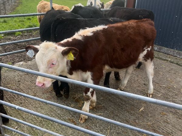 Bull weanlings for sale - Main image