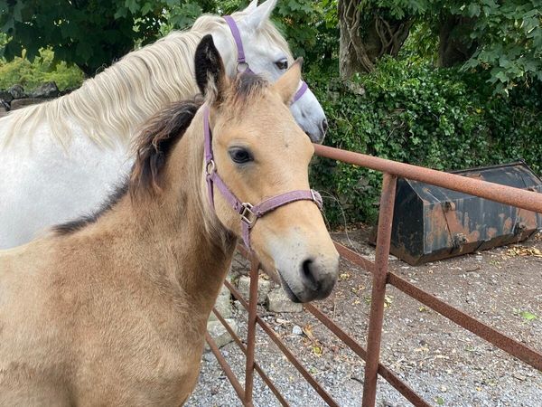 Connemara colt foal - Main image
