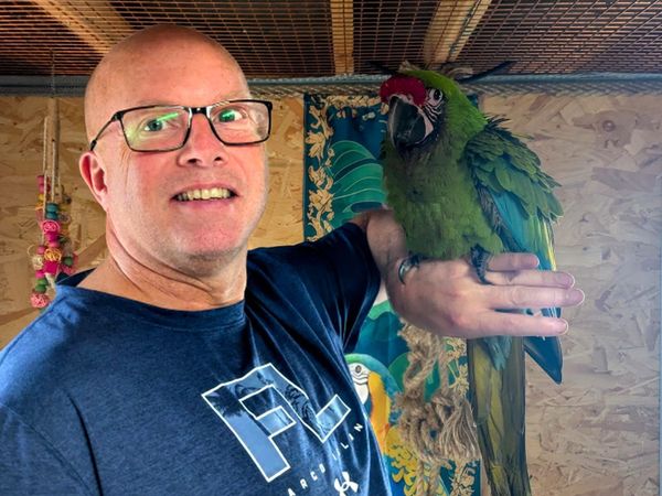 Parrots - Main image
