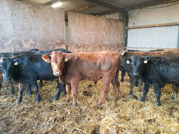 10 Super limousin and Aubrac bullocks 235kgs - Main image