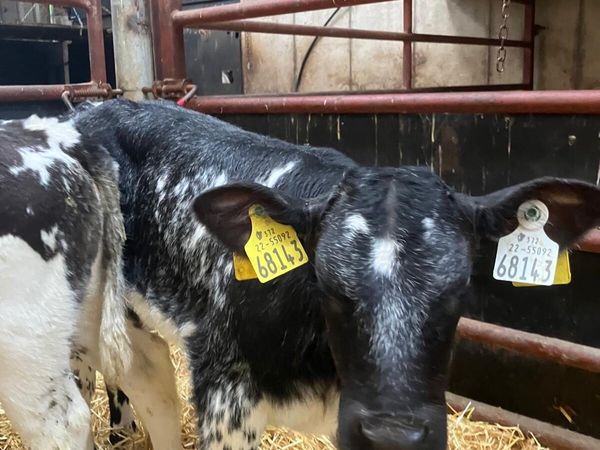 Top Quality Belgian Blue & Angus heifer calves - Main image