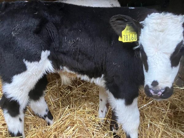 Top Quality Belgian Blue Bulls - Main image