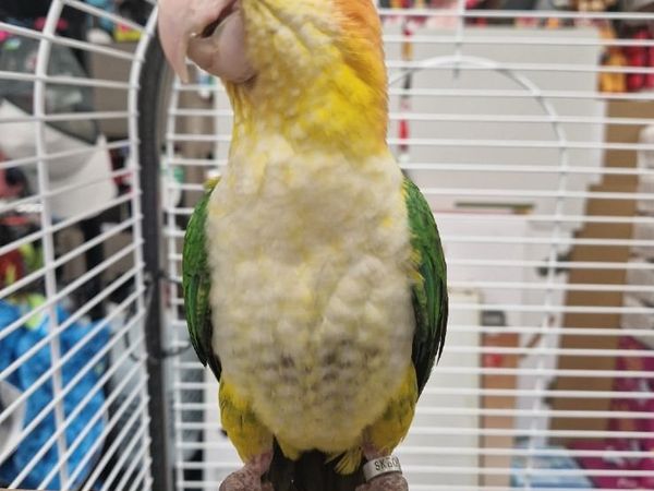 Bird - Main image