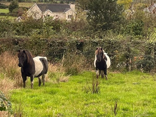 2 Ponies Free - Main image