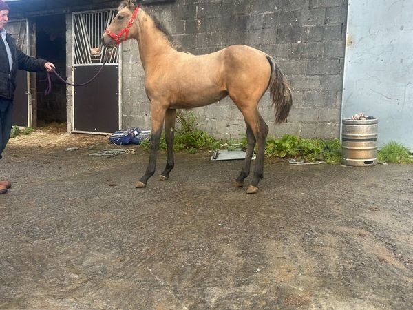 Clifden Sunday - Main image