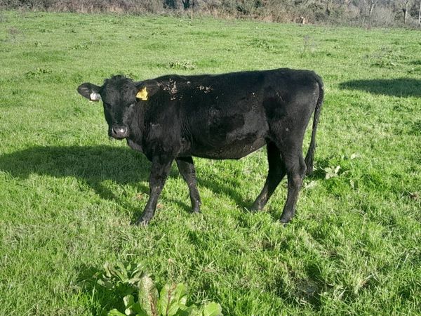 4 weanlings - Main image