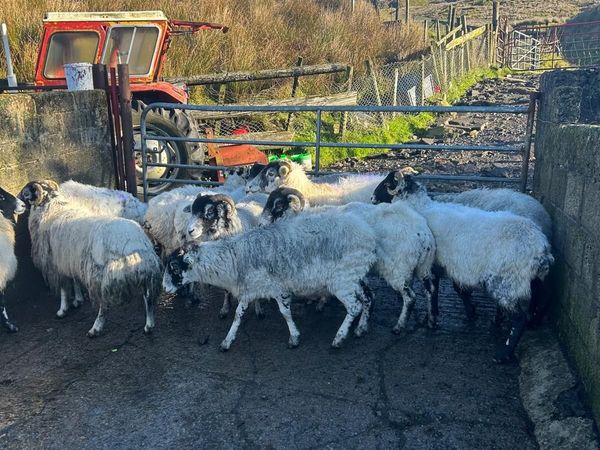 Ewes - Main image