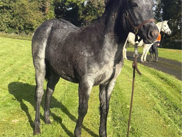 Filly foal Clifden sale Monday lot number 1365 - Main image