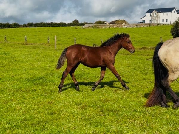 Connemara Colt #587 Clifden Saturday - Main image